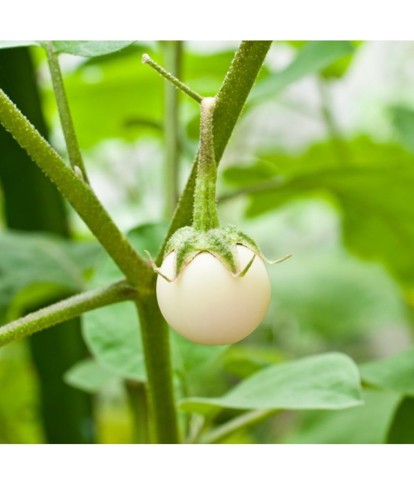     			Jignisha Seeds Hybrid White Brinjal Vegetable ( 50 Seeds )