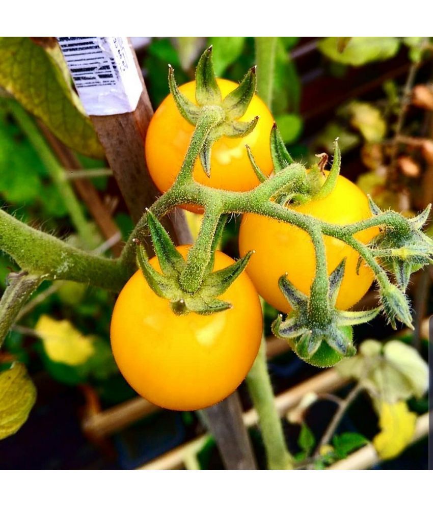     			Jignisha Seeds Hybrid Yellow Cherry Tomato Vegetable ( 50 Seeds )