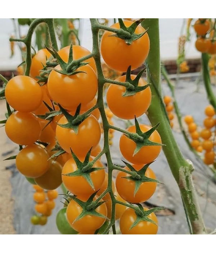     			Jignisha Seeds Hybrid Yellow Cherry Tomato Vegetable ( 50 Seeds )