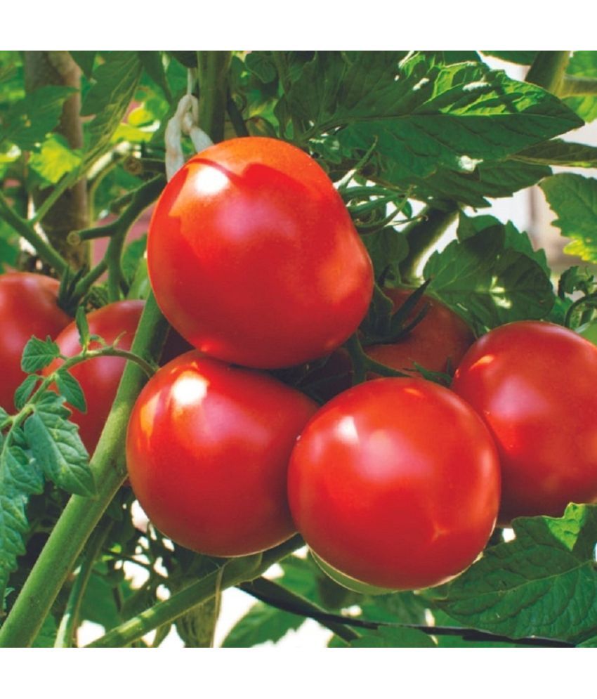     			Jignisha Seeds Organic Tomato Vegetable ( 50 Seeds )