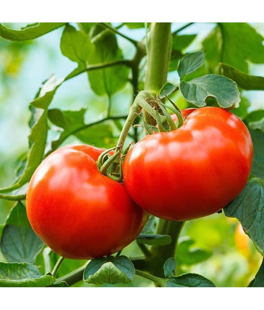     			Jignisha Seeds Organic Tomato Vegetable ( 250 Seeds )