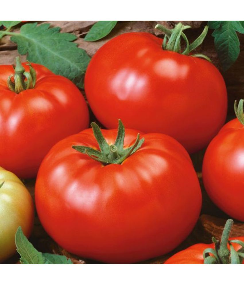     			Jignisha Seeds Organic Tomato Vegetable ( 250 Seeds )