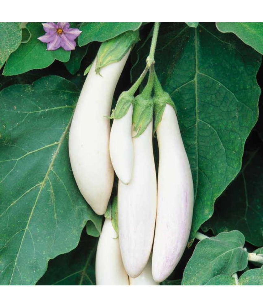     			Jignisha Seeds Organic White Long Brinjal Vegetable ( 50 Seeds )