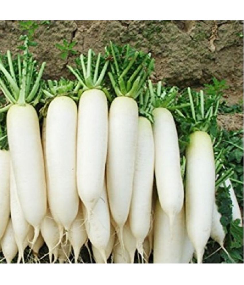     			Jignisha Seeds Organic White Radish Vegetable ( 500 Seeds )