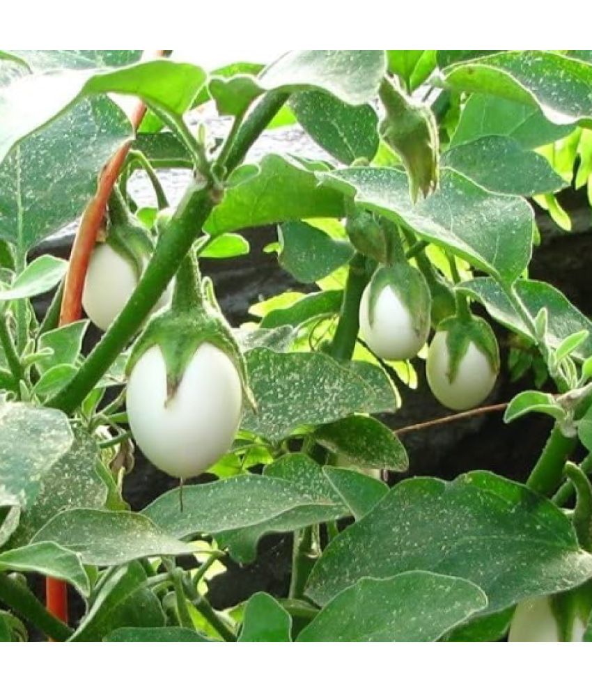     			Jignisha Seeds White Brinjal Vegetable ( 50 Seeds )