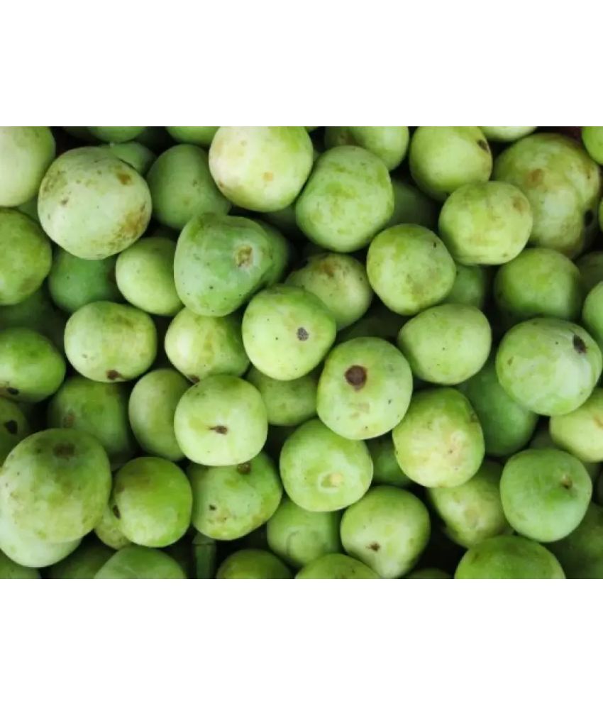     			LiveNature Tinda Vegetable ( 50 Seeds )