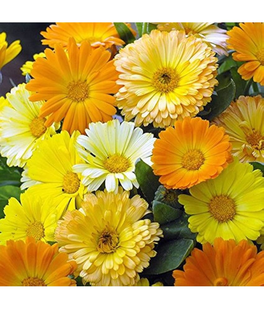     			Vedhahi Calendula Flower ( 30 Seeds )