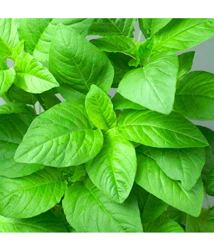     			Green Amaranthus 200 Premium Vegetable Seeds