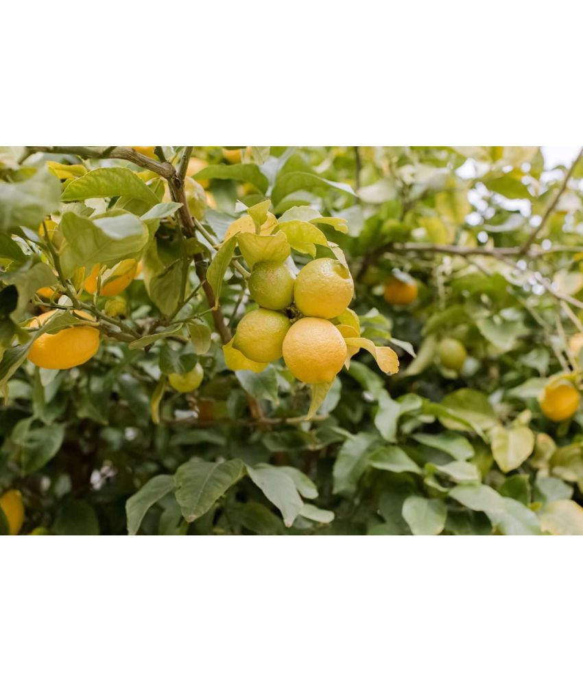     			Vedhahi Lemon (Citrus) Fruit ( 40 Seeds )