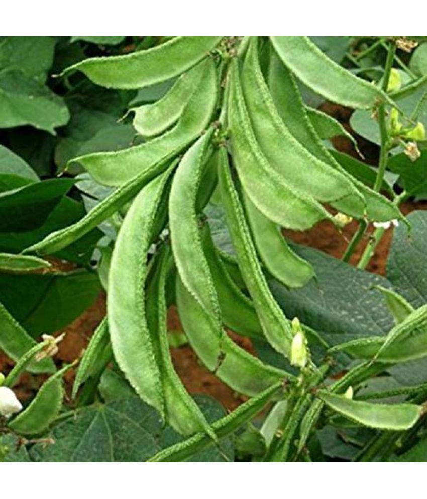     			LiveNature Sem Phali Vegetable ( 100 Seeds )