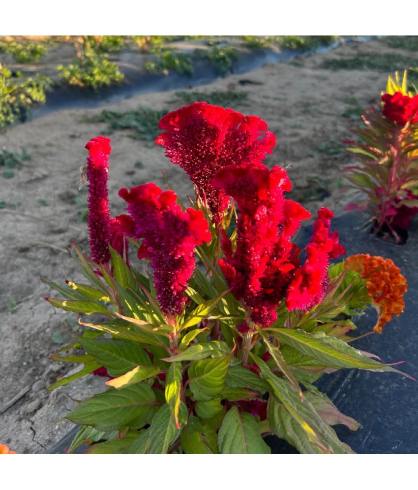     			Jignisha Seeds Cockcomb Red Flower ( 30 Seeds )