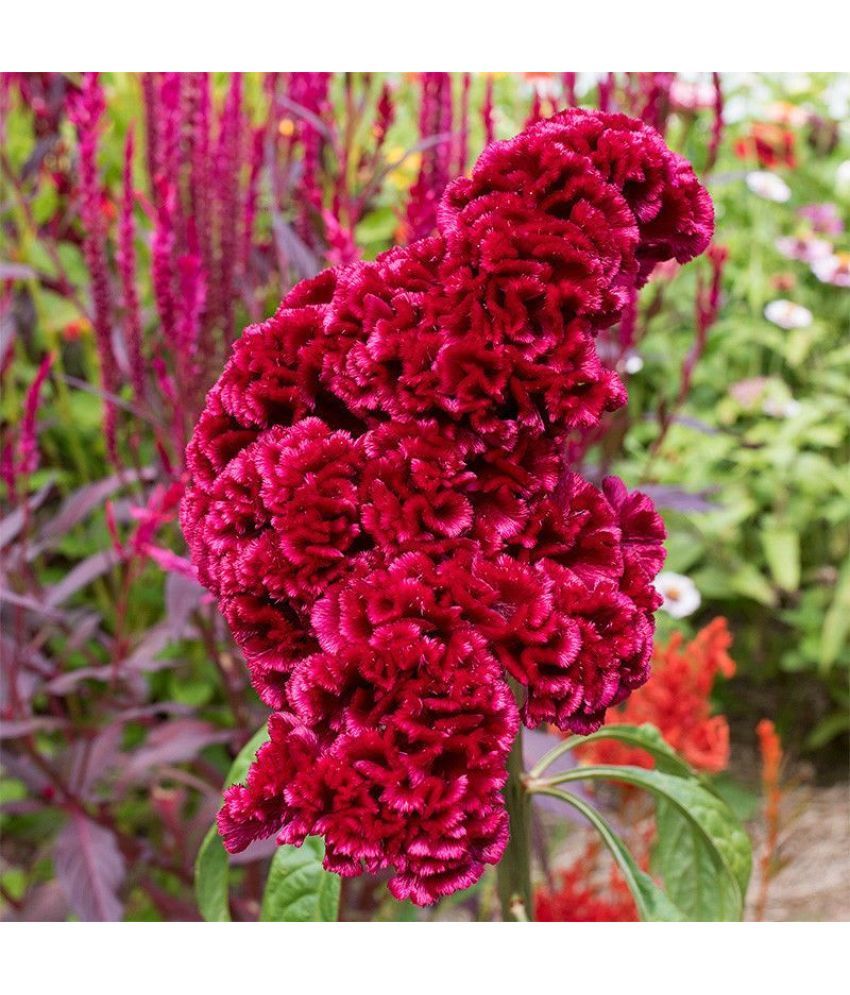     			Jignisha Seeds Cockcomb Red Flower ( 30 Seeds )