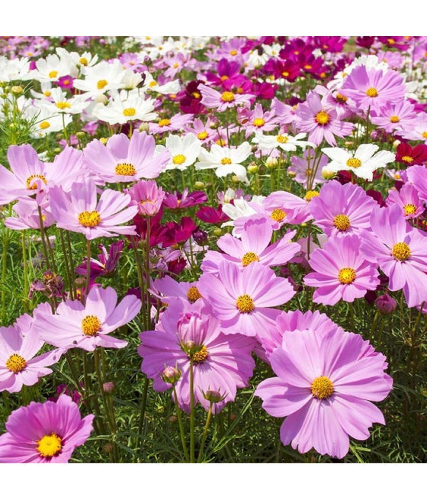     			Jignisha Seeds Cosmos Flower ( 30 Seeds )