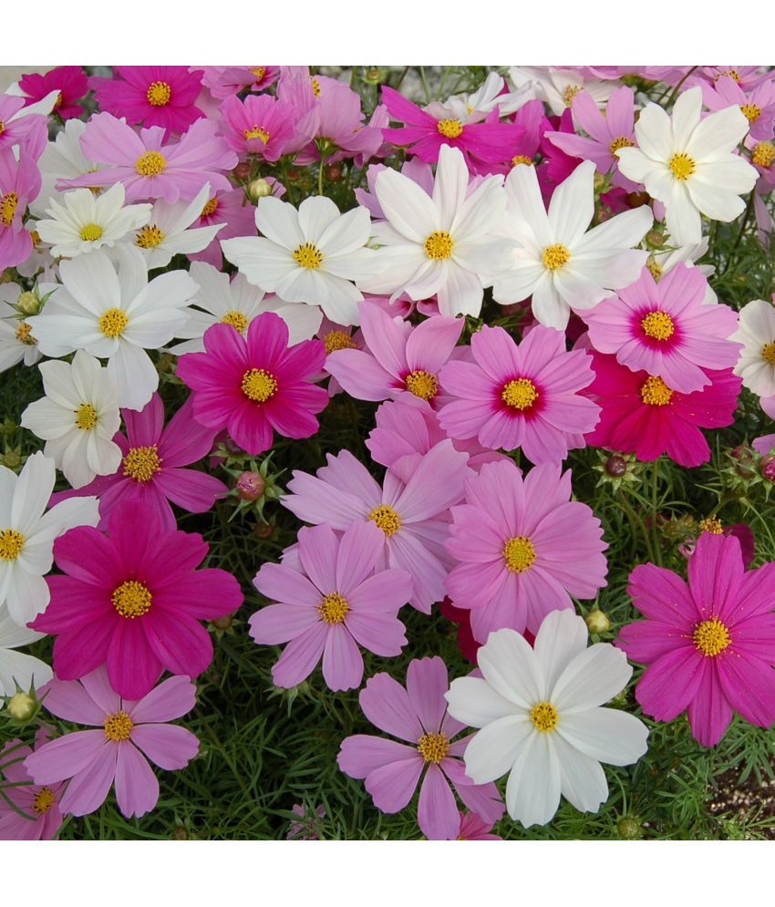     			Jignisha Seeds Cosmos Flower ( 30 Seeds )