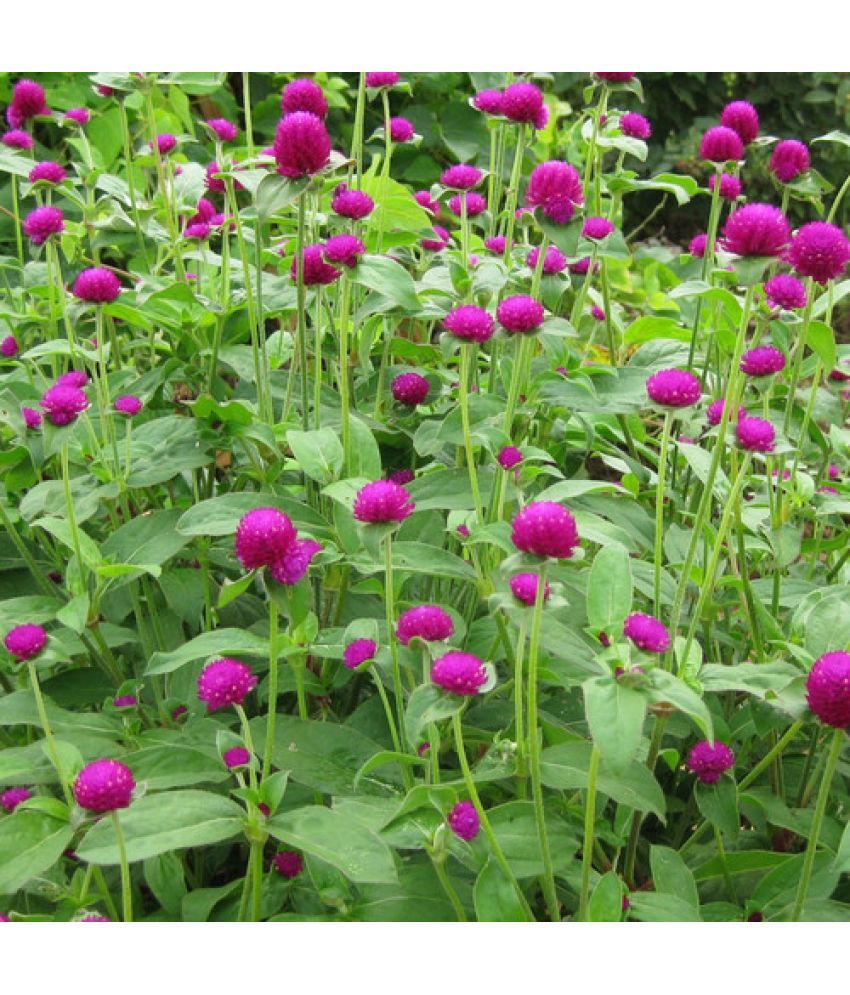     			Jignisha Seeds Gomphrena Purple Flower ( 30 Seeds )