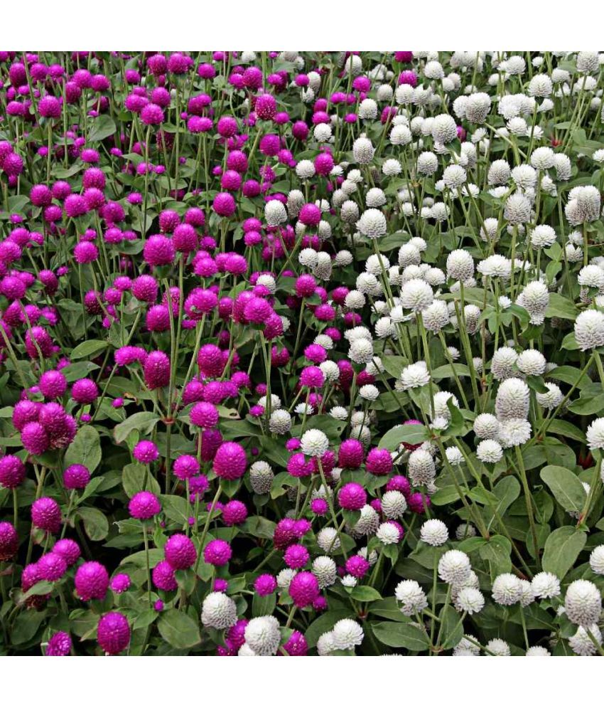     			Jignisha Seeds Gomphrena Purple Flower ( 30 Seeds )