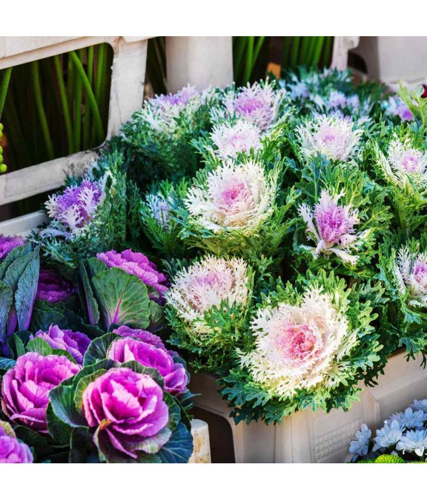     			Jignisha Seeds Ornamental Kale Flower Flower ( 30 Seeds )