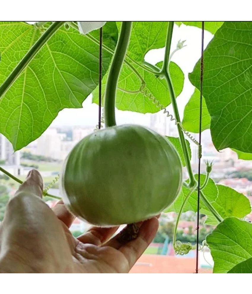     			Jignisha Seeds Apple Gourd Vegetable ( 50 Seeds )