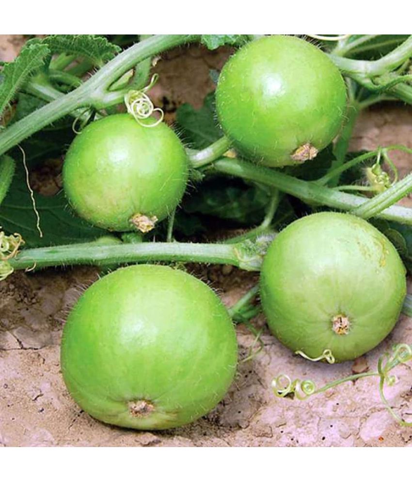     			Jignisha Seeds Apple Gourd Vegetable ( 50 Seeds )