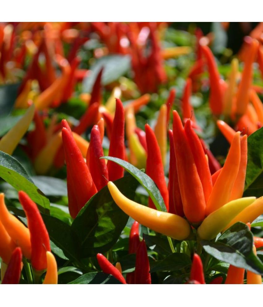     			Jignisha Seeds Hybrid Ornamental Chilli Vegetable ( 50 Seeds )