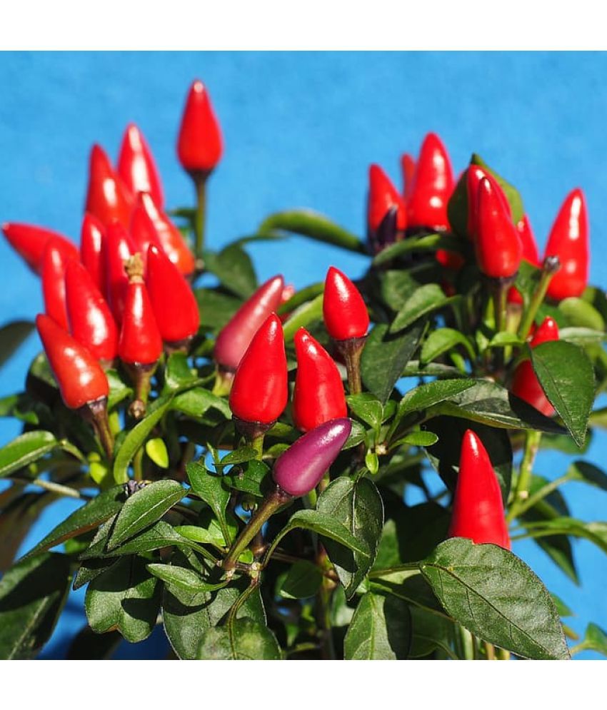     			Jignisha Seeds Hybrid Ornamental Chilli Vegetable ( 50 Seeds )