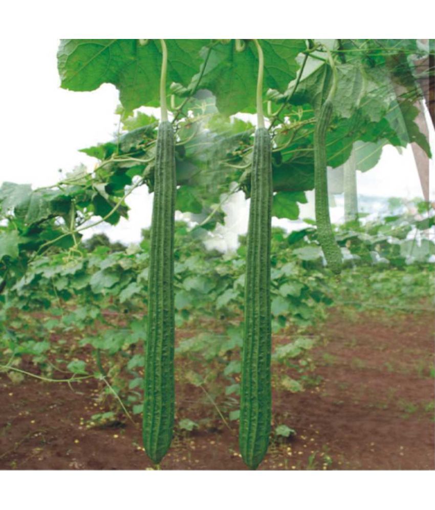     			Jignisha Seeds Hybrid Turai Vegetable ( 30 Seeds )