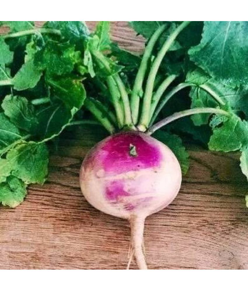     			Jignisha Seeds Hybrid Turnip Purple Top Vegetable ( 50 Seeds )