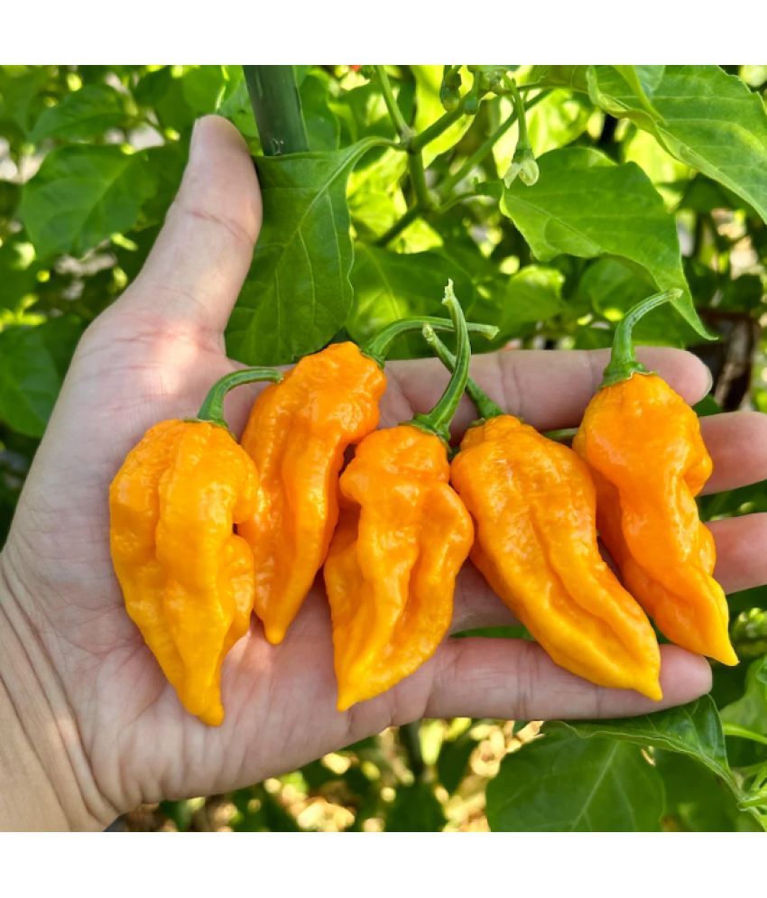     			Jignisha Seeds Organic Yellow Ghost Chilli Vegetable ( 30 Seeds )