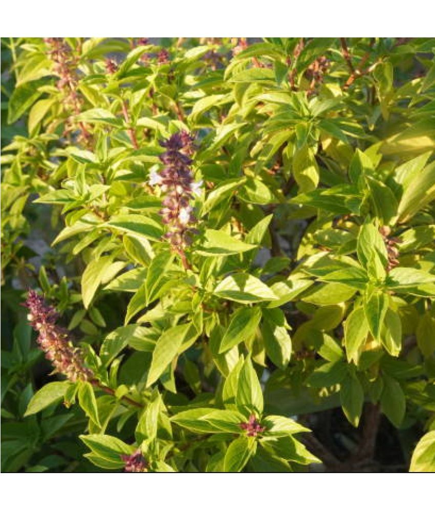     			Jignisha Seeds Tulsi (Holy Basil) Herb ( 100 Seeds )