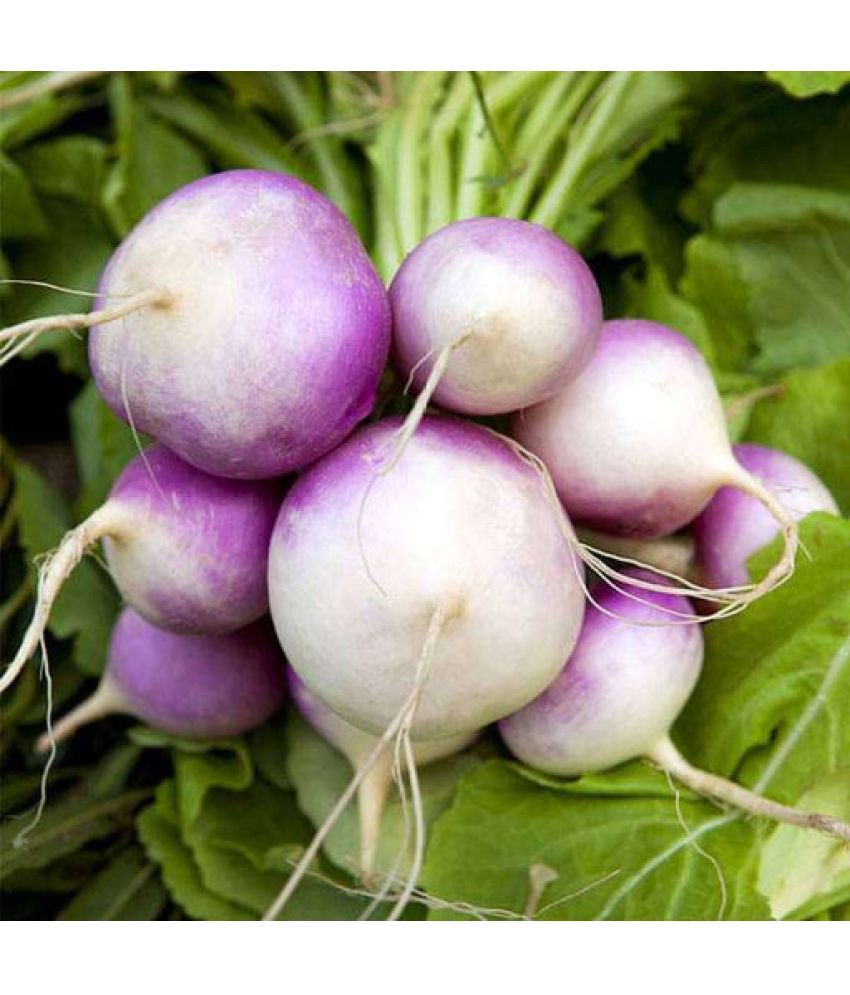     			Jignisha Seeds Turnip Purple Top Vegetable ( 50 Seeds )