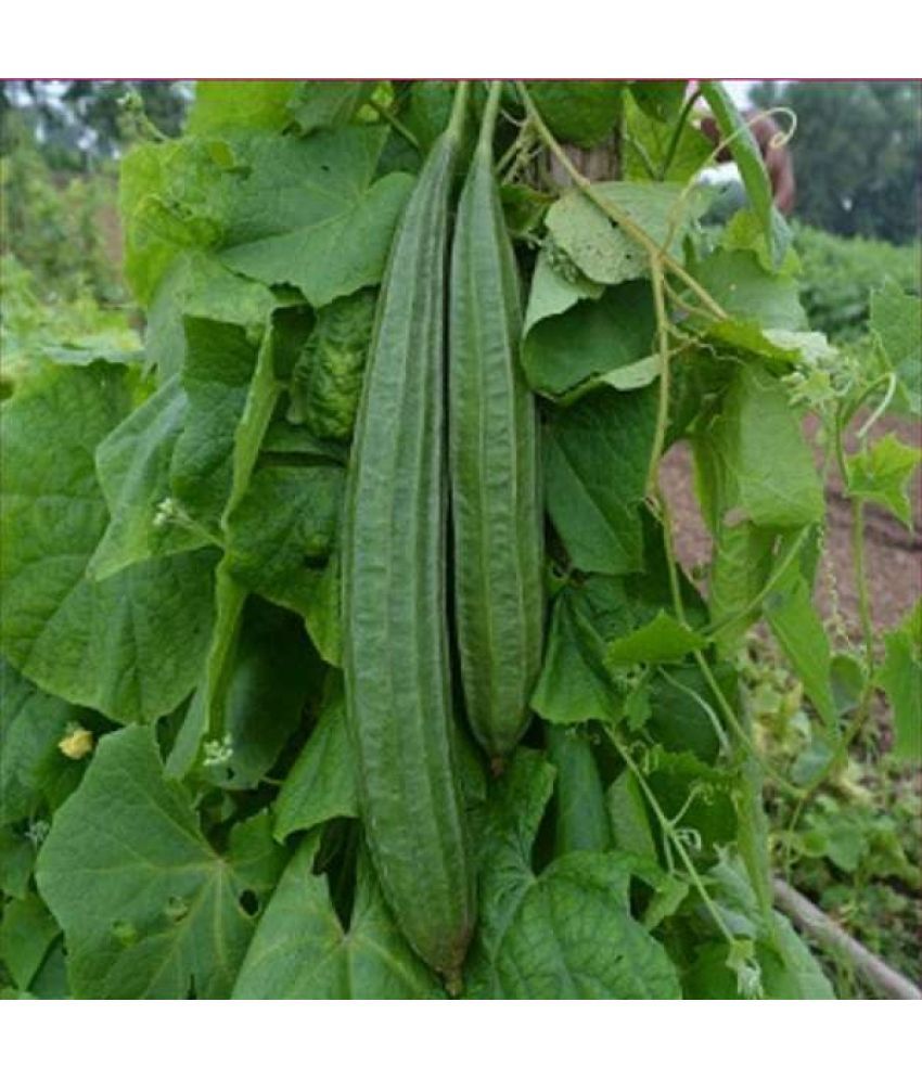     			LiveNature Turai Vegetable ( 50 Seeds )