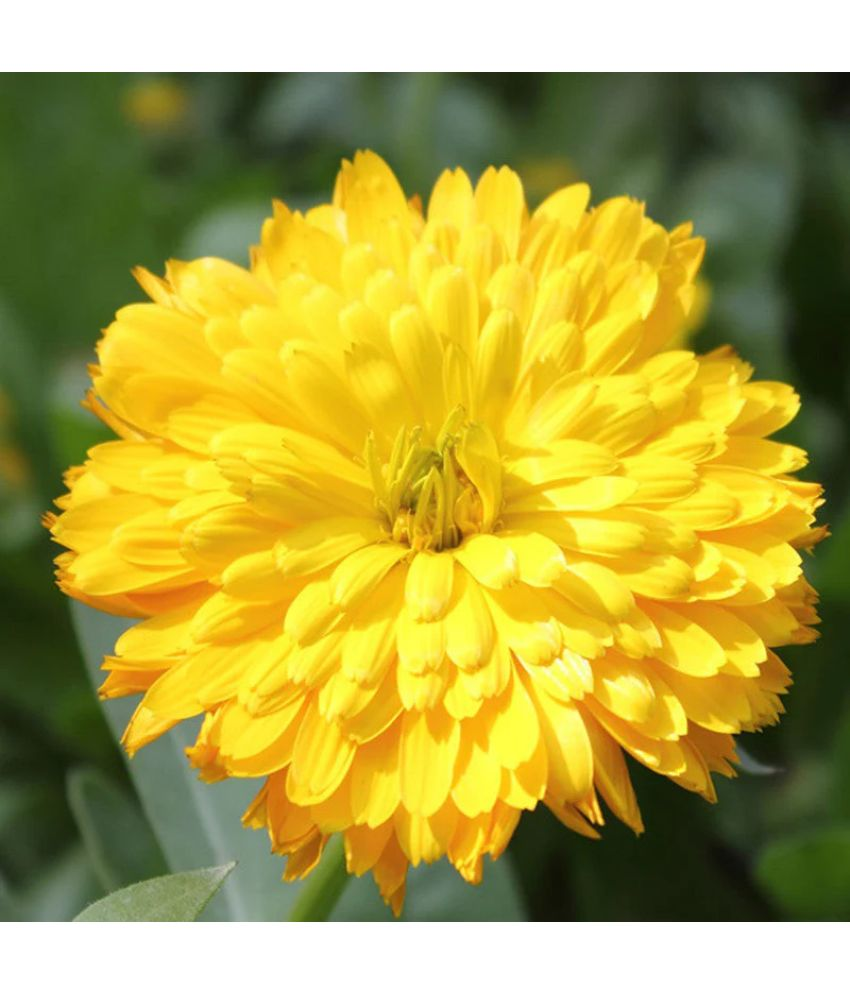     			Vedhahi Calendula Flower ( 50 Seeds )