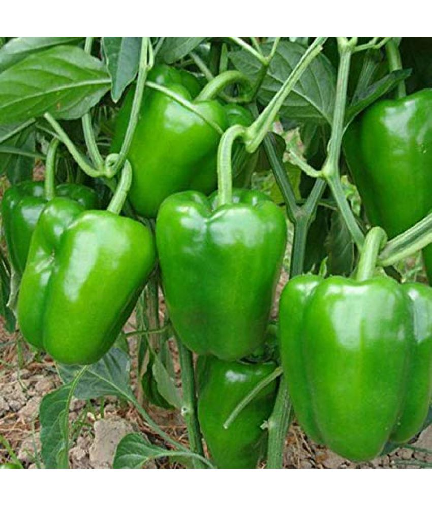     			Vedhahi Green Capsicum Vegetable ( 100 Seeds )