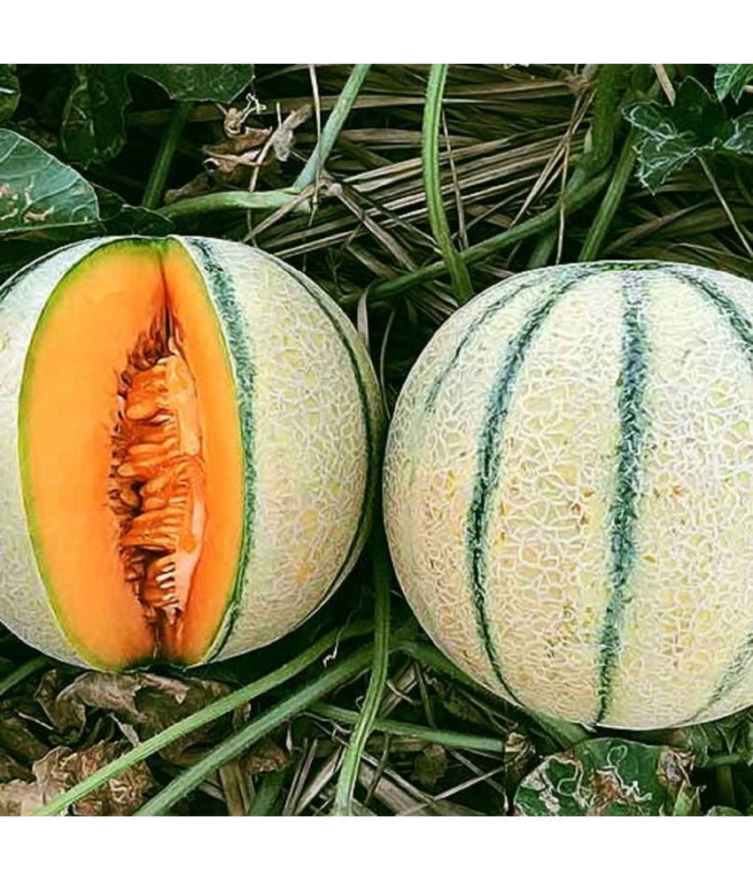     			Jignisha Seeds Hybrid Muskmelon Striped Fruit ( 30 Seeds )