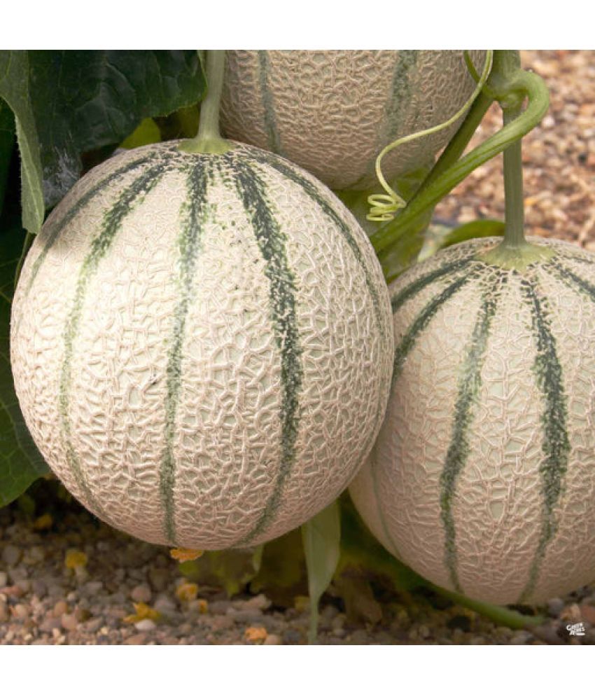     			Jignisha Seeds Muskmelon Fruit ( 30 Seeds )