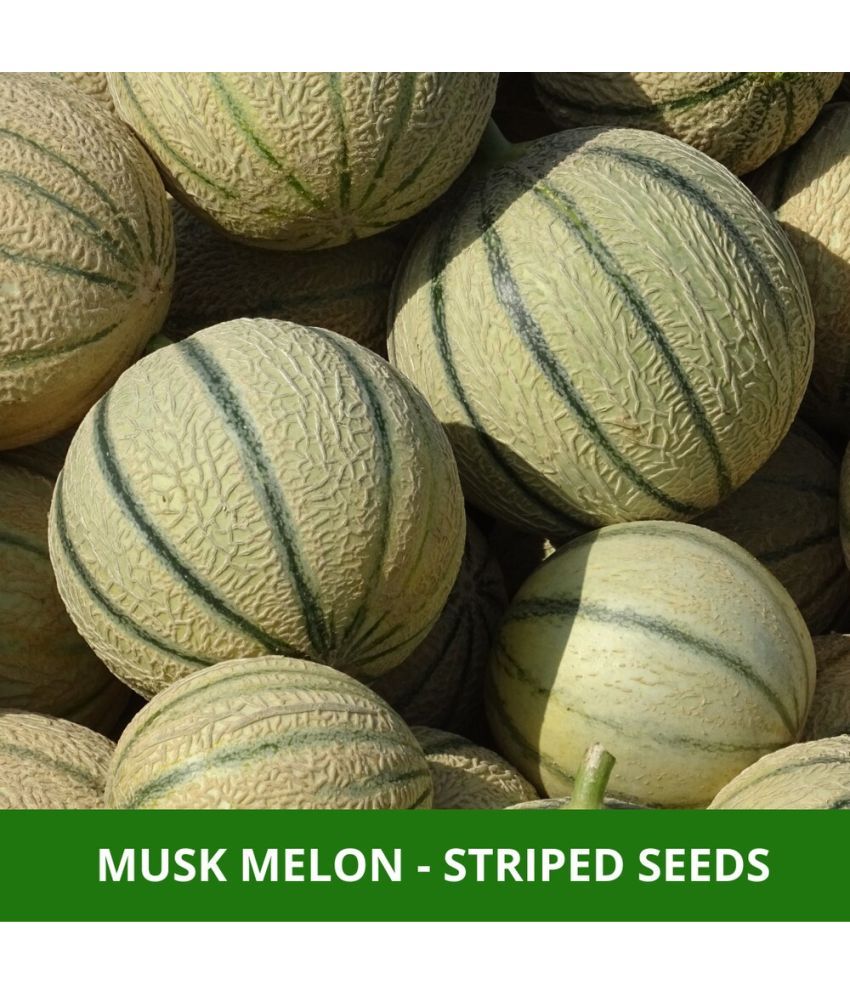     			Jignisha Seeds Organic Muskmelon Fruit ( 30 Seeds )