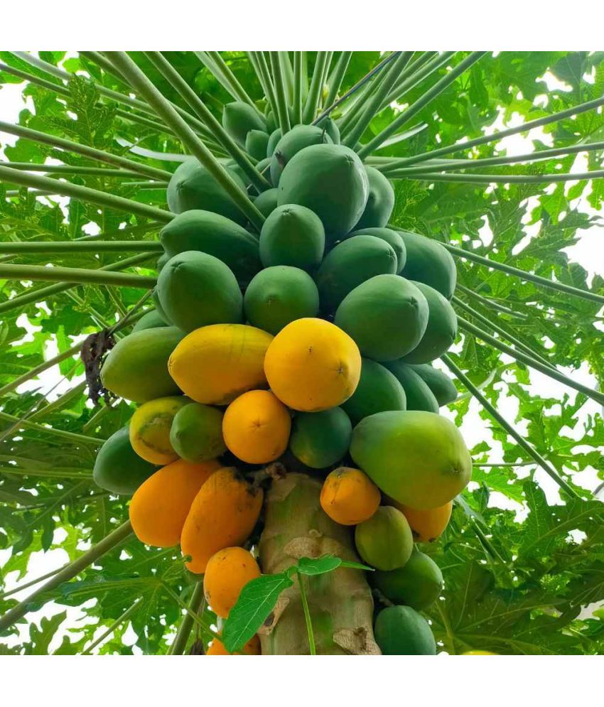     			Jignisha Seeds Organic Papaya (Red Lady) Fruit ( 100 Seeds )