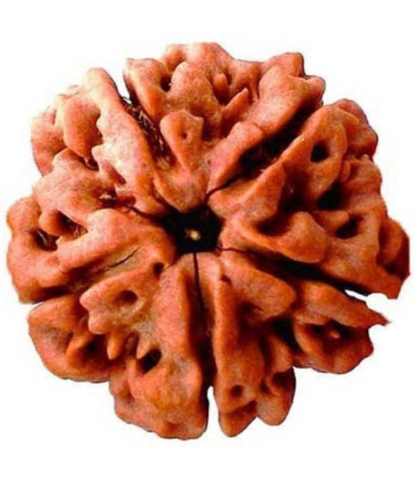     			YASH GEMS Rudraksha Bead ( Pack of 1 )