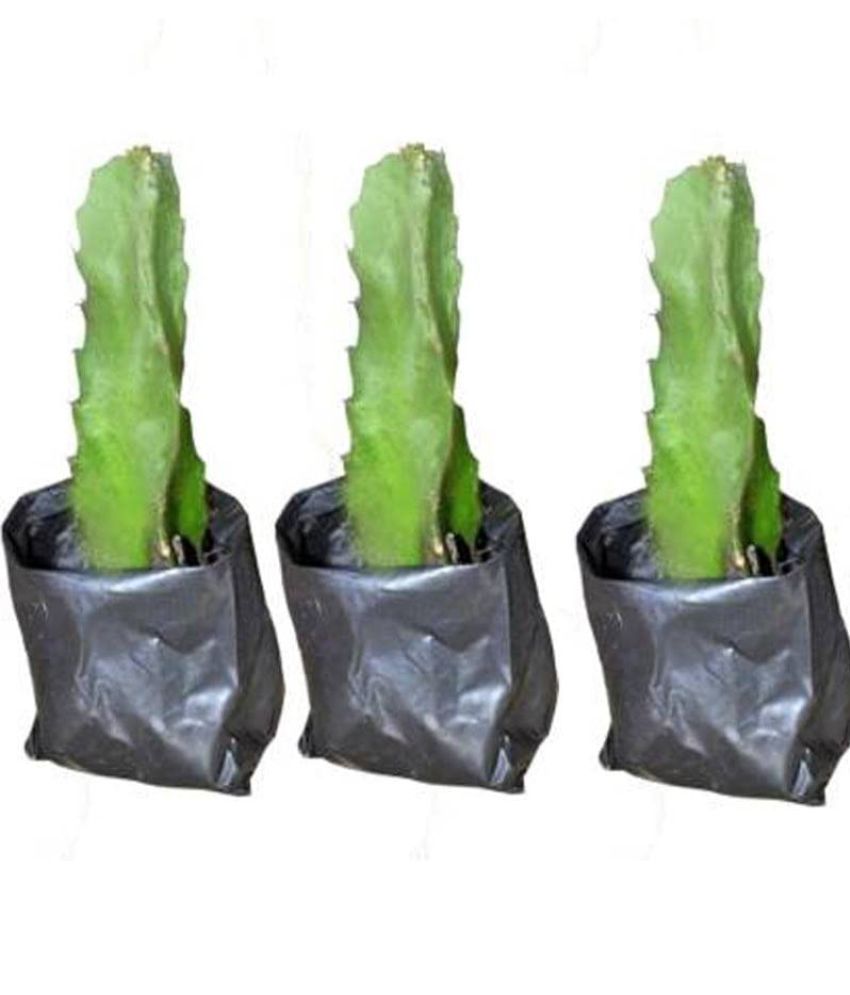     			Cloud Farm Outdoor Fruit Plant ( Pack of 3 )