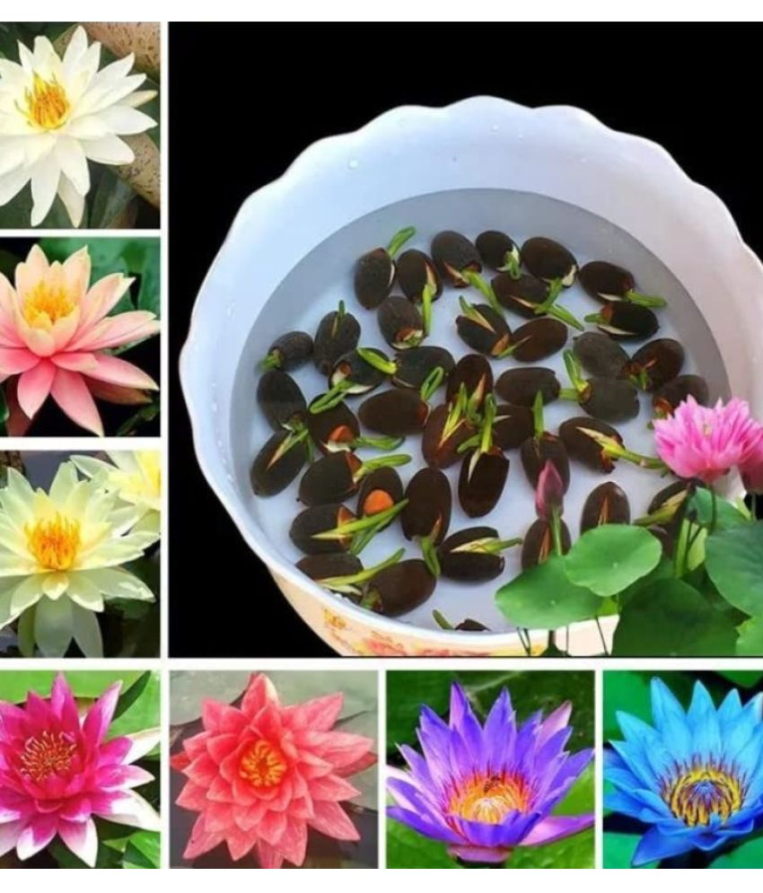     			Jignisha Seeds Kamal Gatta Flower ( 15 Seeds )