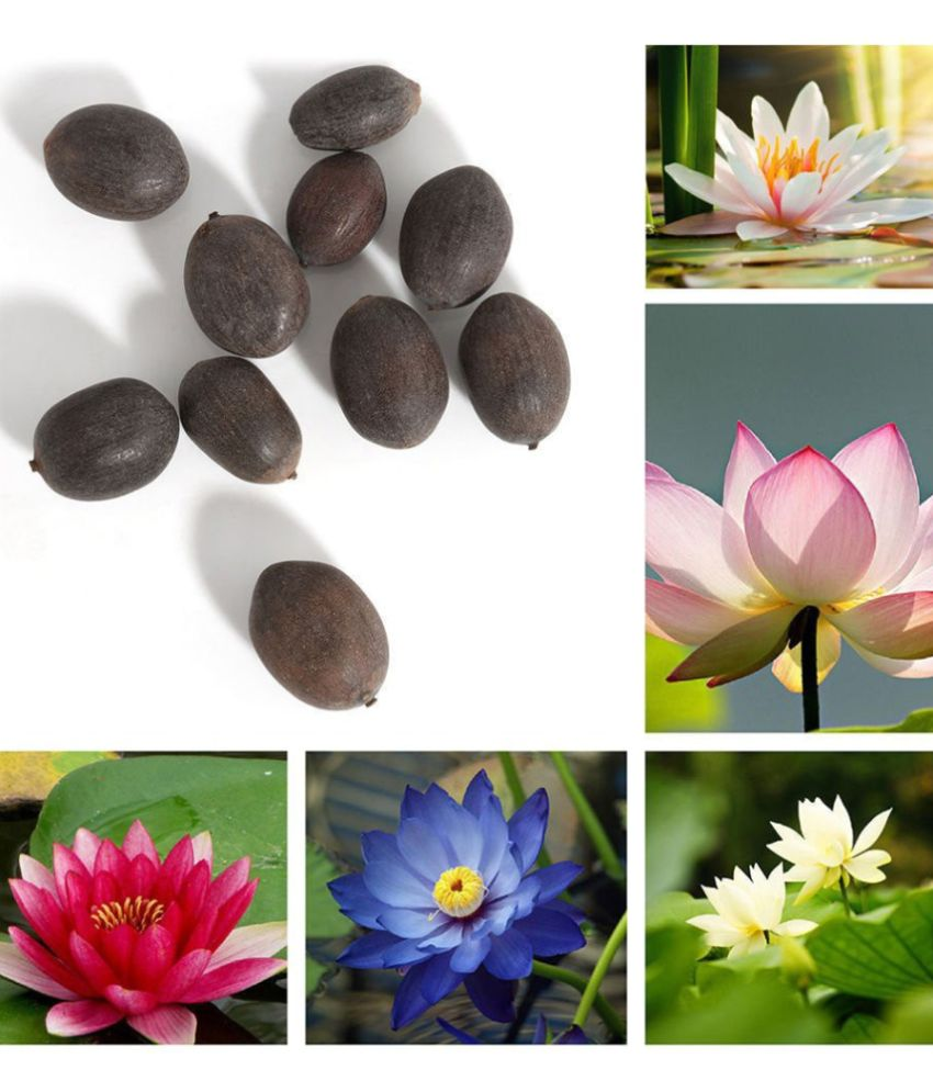     			Jignisha Seeds Lotus Flower ( 15 Seeds )