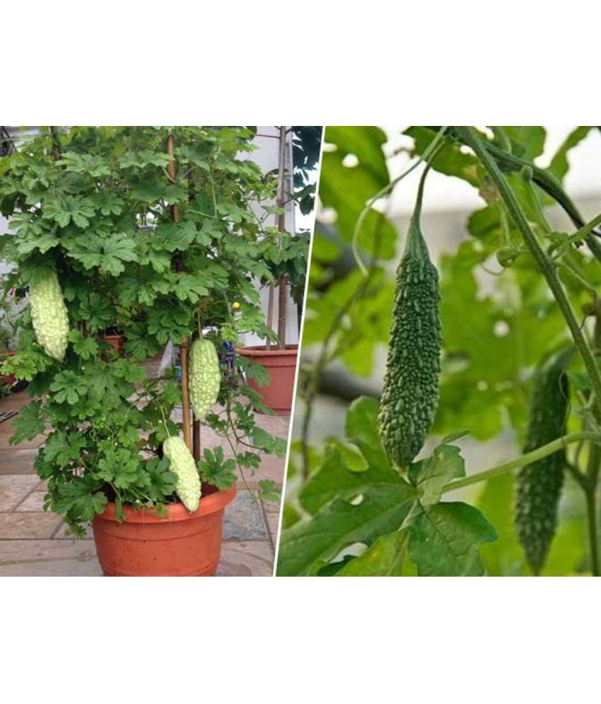     			zello. Hybrid Bitter Gourd Vegetable ( 20 Seeds )