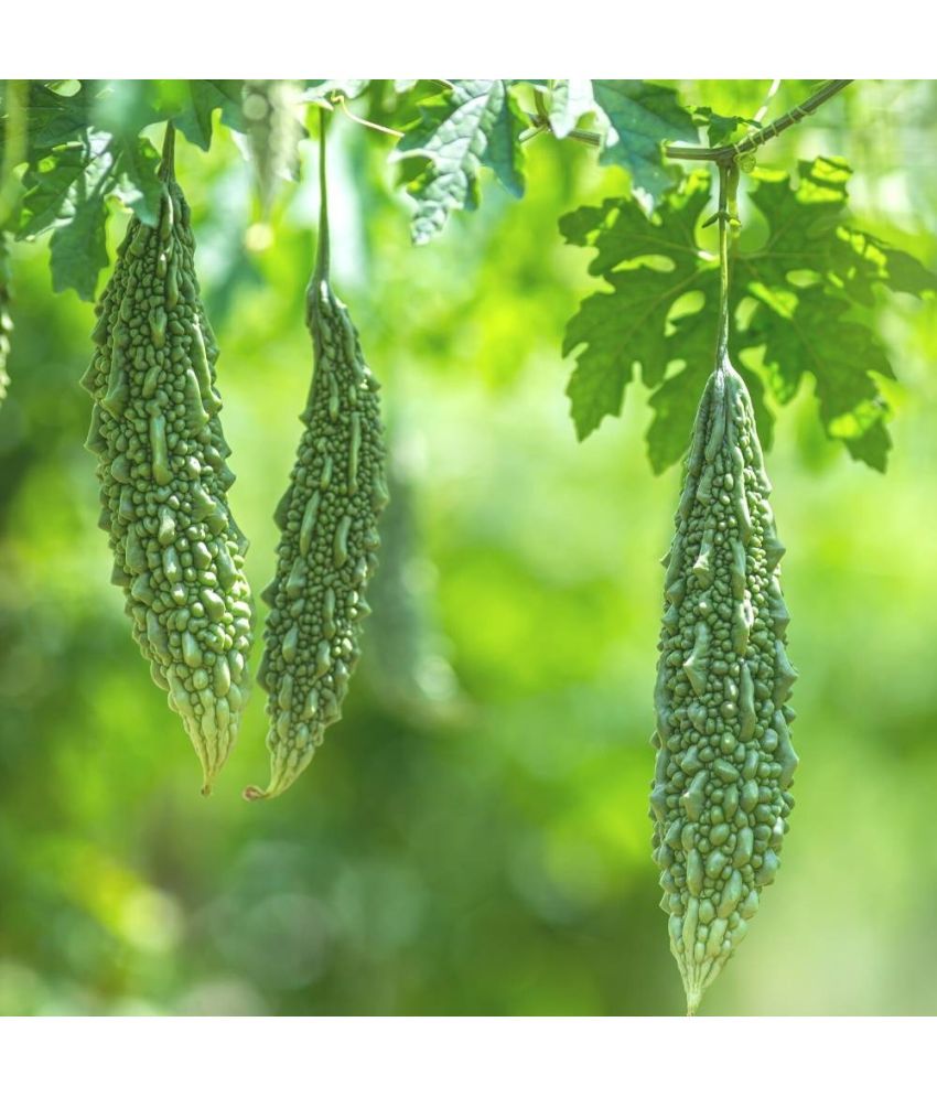     			zello. Hybrid Bitter Gourd Vegetable ( 20 Seeds )