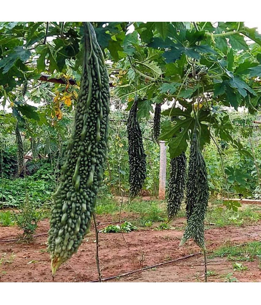     			zello. Hybrid Bitter Gourd Vegetable ( 20 Seeds )