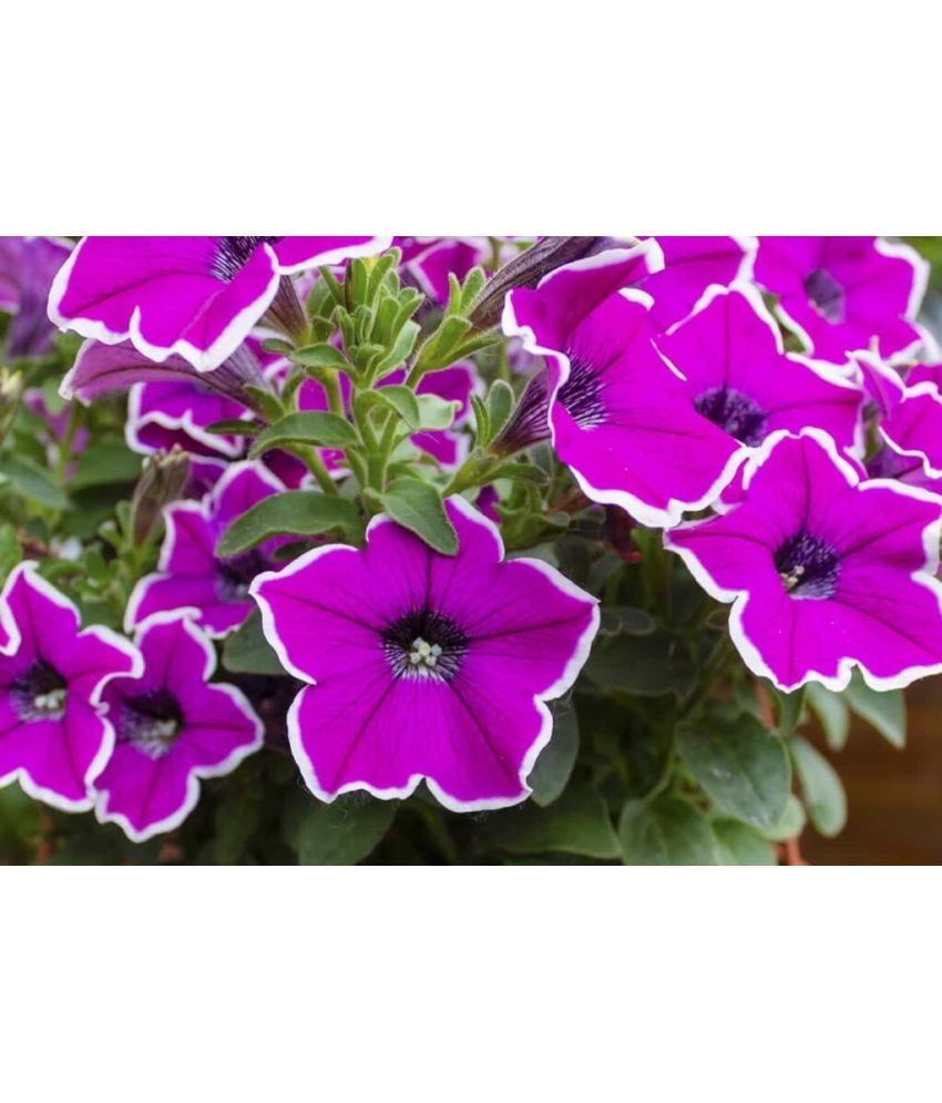     			zello. Petunia Mixed Flower ( 50 Seeds )