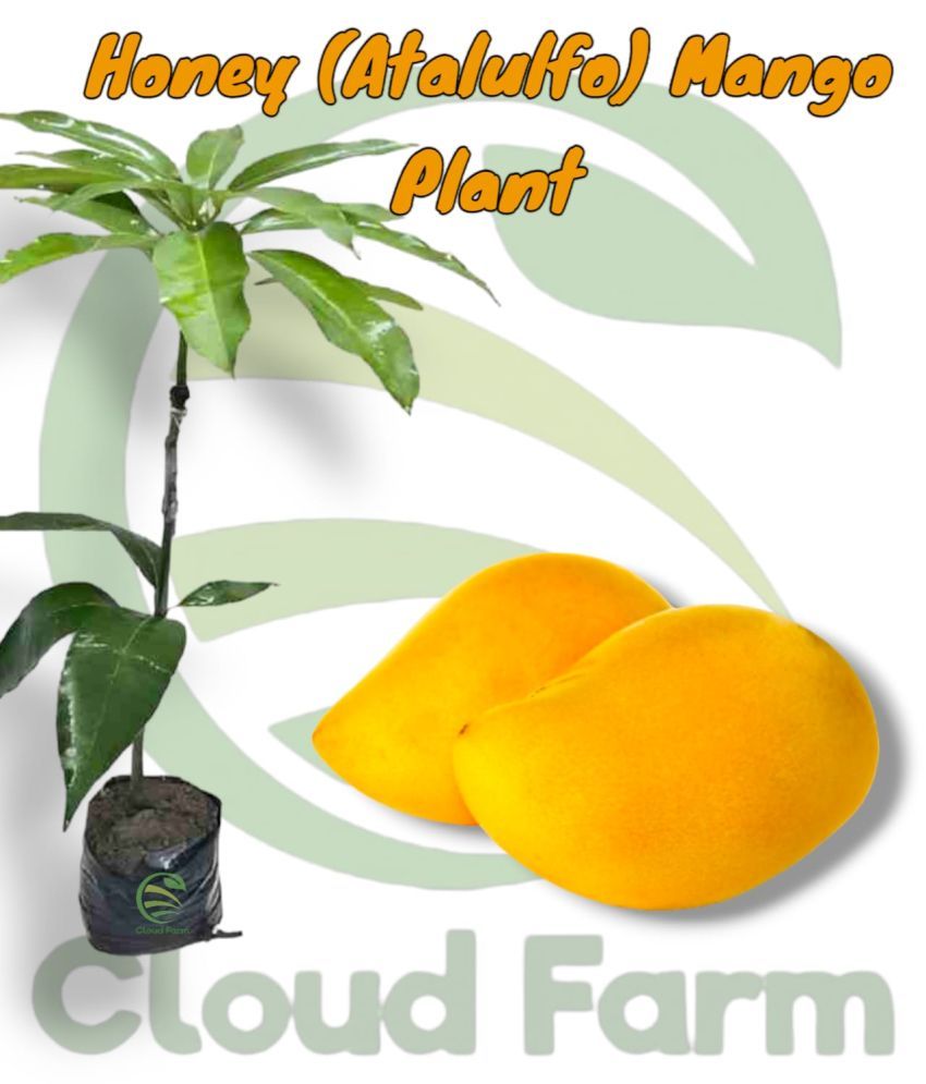     			Cloud Farm Outdoor Fruit Plant ( Pack of 1 )