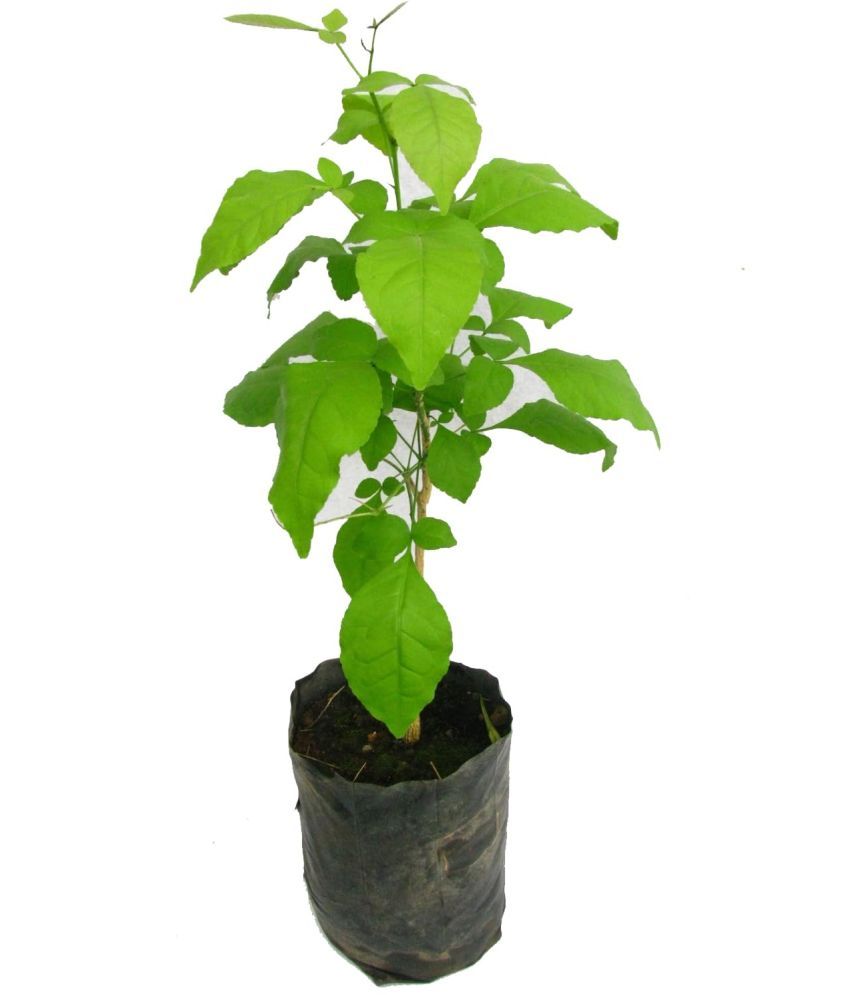     			Cloud Farm Outdoor Fruit Plant ( Pack of 1 )