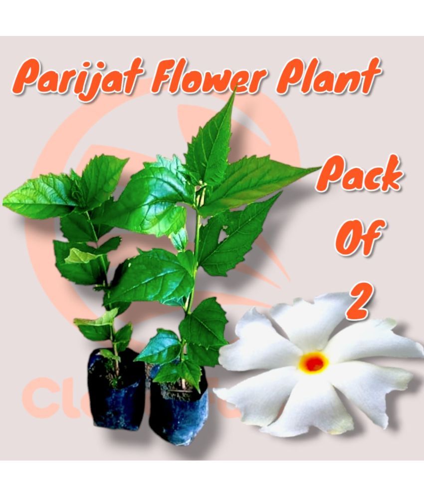     			Cloud Farm Outdoor Flower Plant ( Pack of 2 )