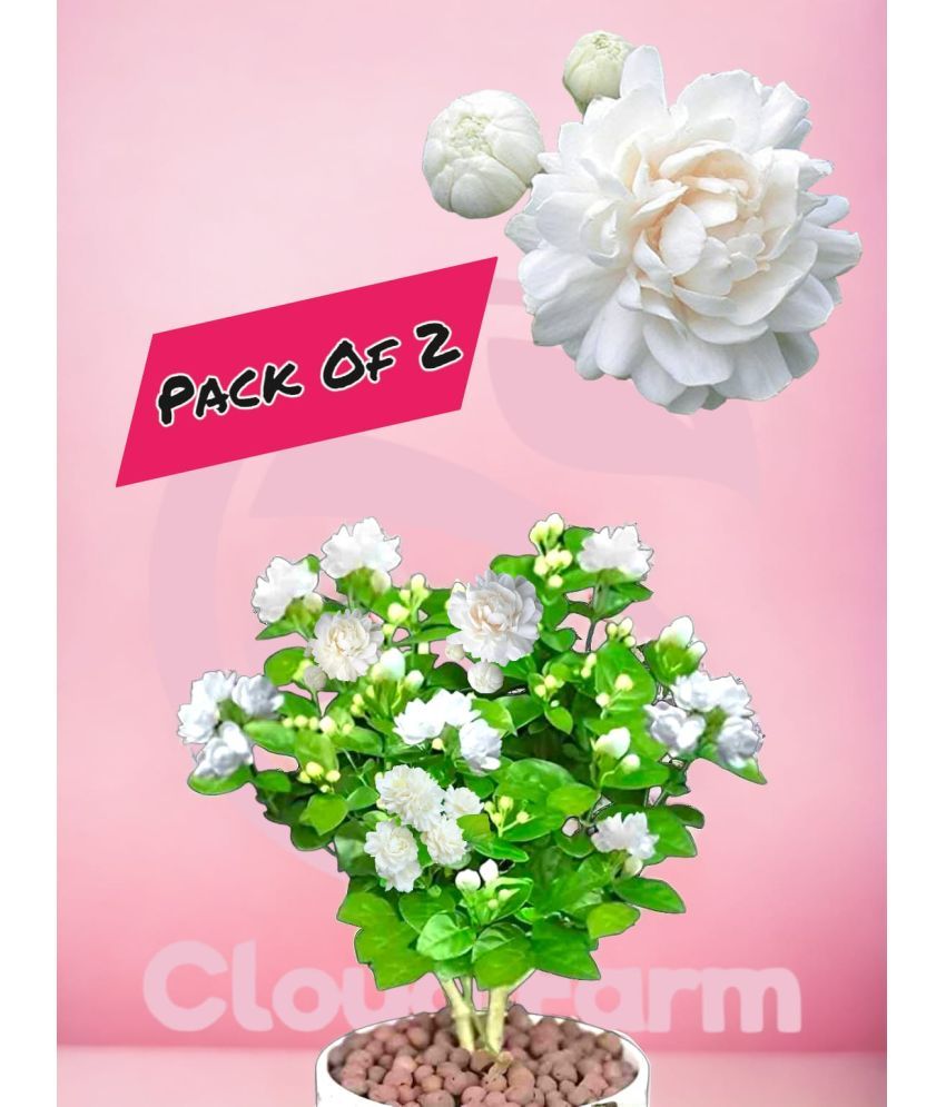     			Cloud Farm Outdoor Flower Plant ( Pack of 2 )