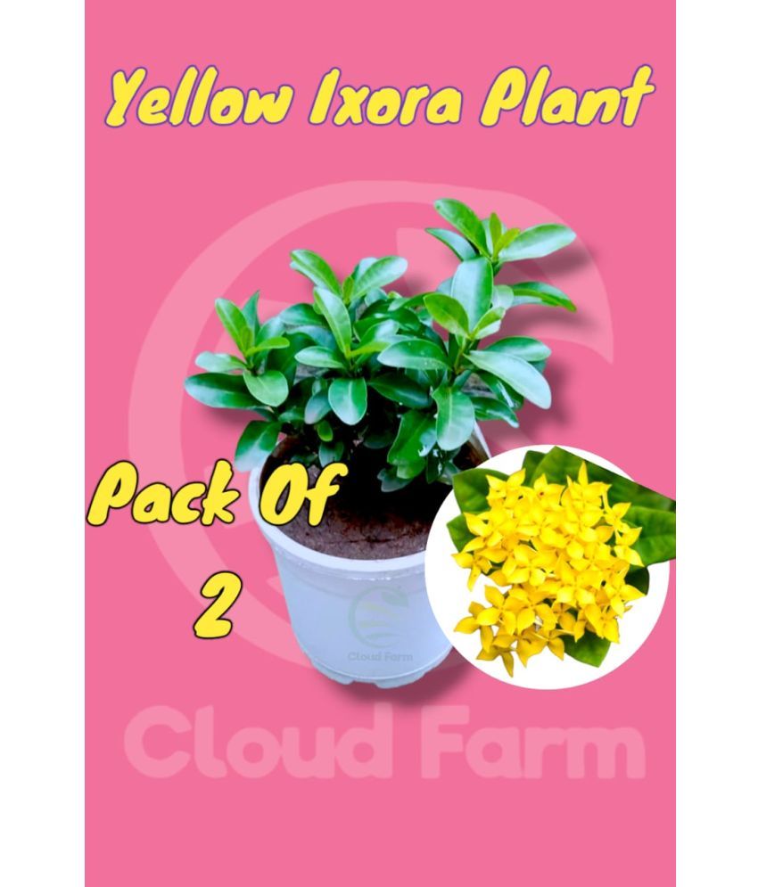     			Cloud Farm Outdoor Flower Plant ( Pack of 2 )